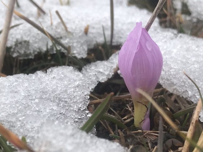 Kardelenler görsel şölen oluşturdu