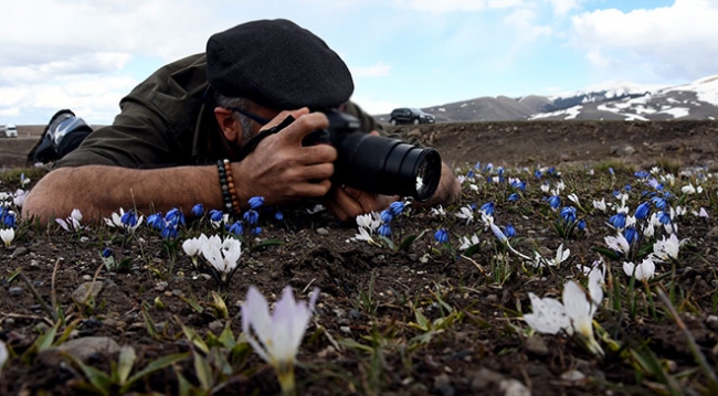 Çiğdem ve kardelenler bahara "merhaba" dedi