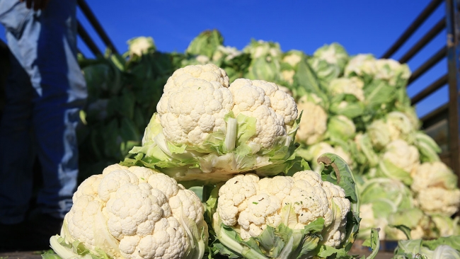 Şubat ayında en çok salatalık fiyatı arttı