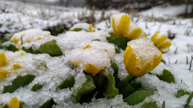 Mayıs ayında yağan kar şaşırttı