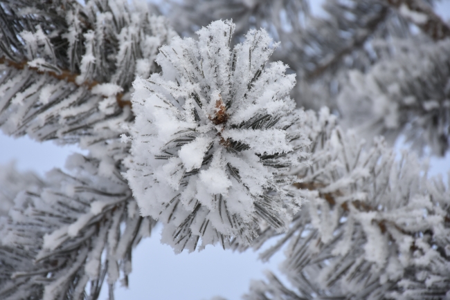 Dereler buzla, ağaçlar ve direkler kırağıyla kaplandı, çatılarda buz sarkıtları oluştu