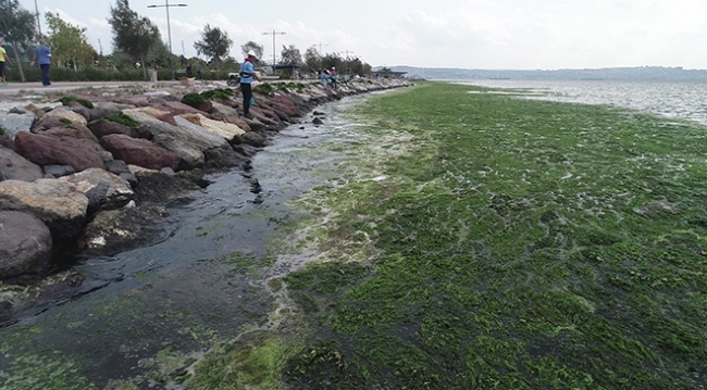 Karşıyaka sahili 'deniz marulu' yosunlarla kaplandı