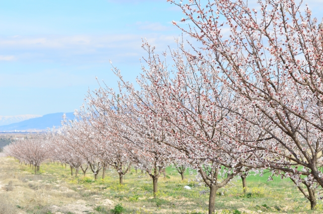 Malatya beyaza büründü