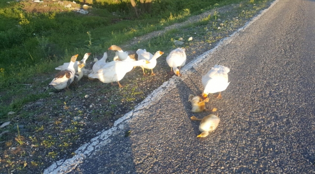 Dakikalarca yavrularının başından ayrılmadılar