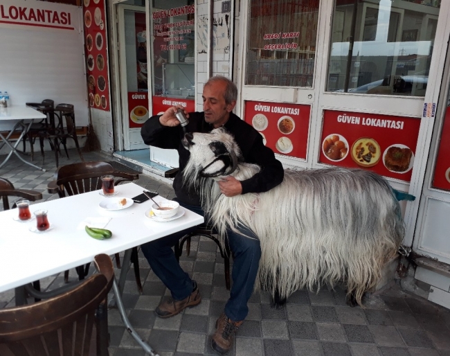 Lokantada sahibiyle yemek yiyen keçiye köpek saldırdı
