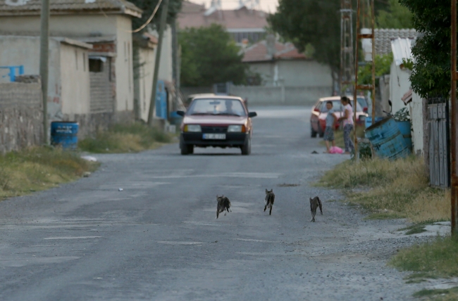 Kediler muhtarın yolunu gözlüyor