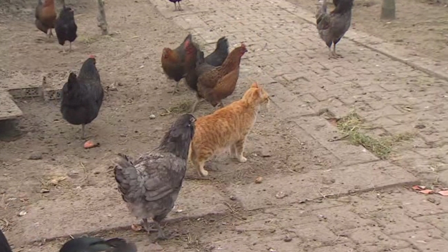 Tavuklar kedi yavrularına annelik yapıyor