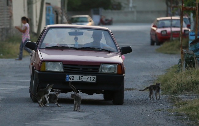 Kediler muhtarın yolunu gözlüyor
