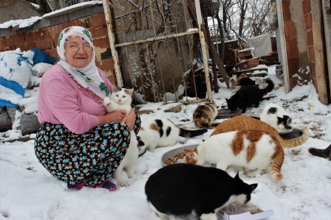 Nuriye Teyze üşümesinler diye 58 kediye evinde bakıyor