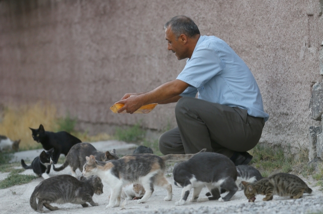 Kediler muhtarın yolunu gözlüyor