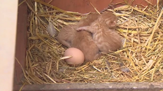 Tavuklar kedi yavrularına annelik yapıyor