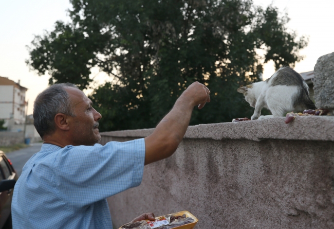 Kediler muhtarın yolunu gözlüyor