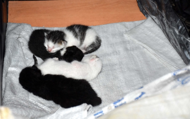 Yatak odası yavru kedilerin yeni yuvası oldu