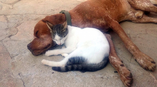 Kedi ve köpek dostluklarıyla iç ısıtıyor