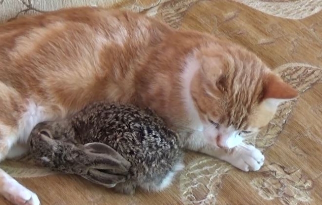 Tavşan yavrusunu anne şefkatiyle besleyen kedi