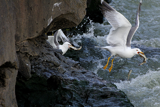 İnci Kefali'nin yolculuğu başladı