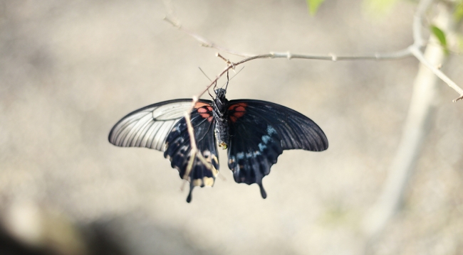 Ziyaretçilerin ilgi odağı oldu