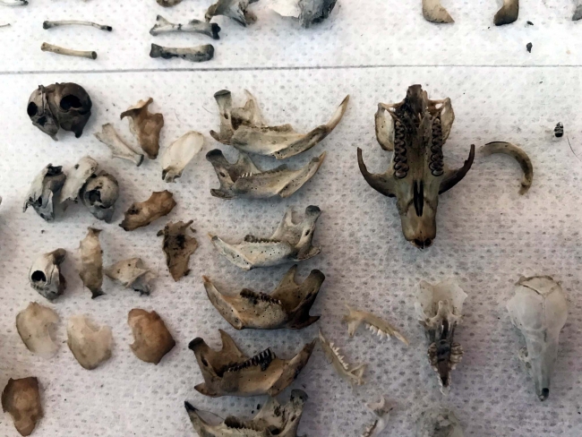 Veteriner hekim kemiklerden koleksiyon yaptı