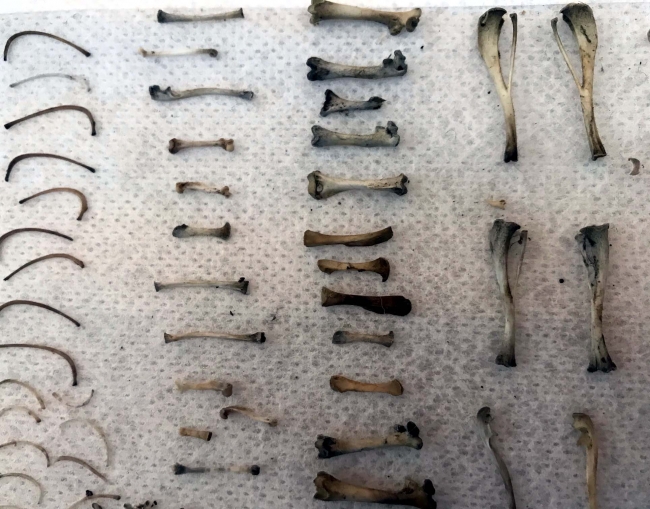 Veteriner hekim kemiklerden koleksiyon yaptı