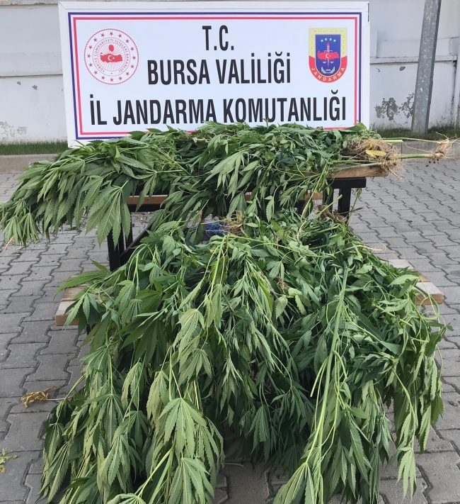 Bursa'da uyuşturucu operasyonu: 1 gözaltı