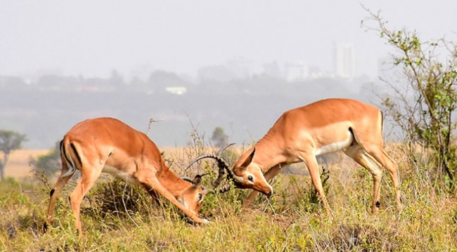 Kenya'da başkentin göbeğinde safari heyecanı