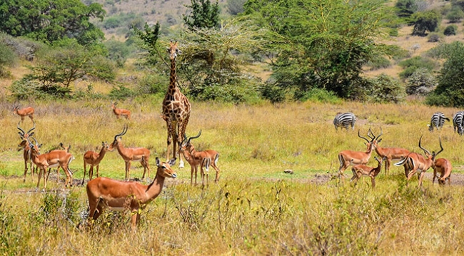 Kenya'da başkentin göbeğinde safari heyecanı