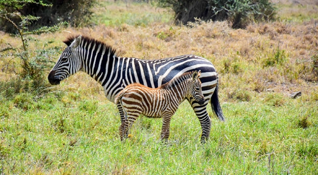 Kenya'da başkentin göbeğinde safari heyecanı