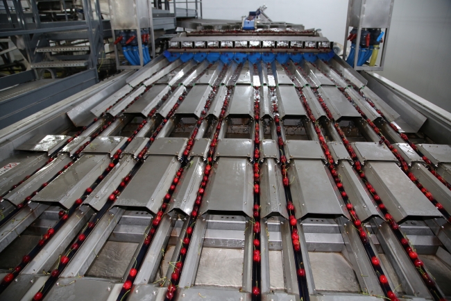 Uzakdoğu'dan Türk kirazına büyük ilgi