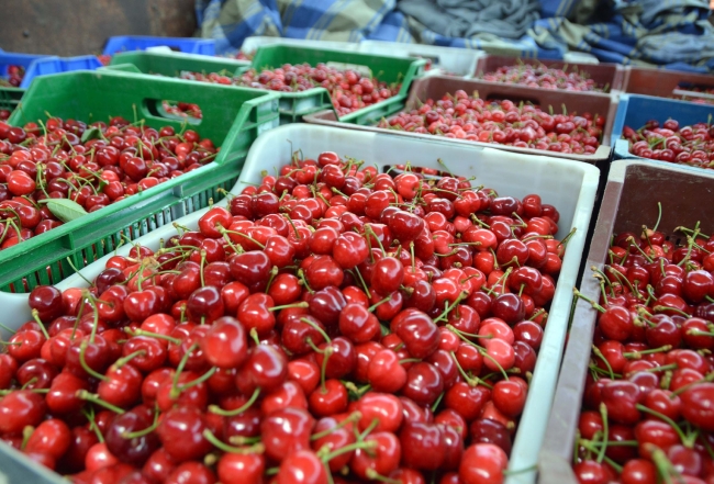 Çinliler Türk kirazını sevdi: 700 ton ürün gönderildi