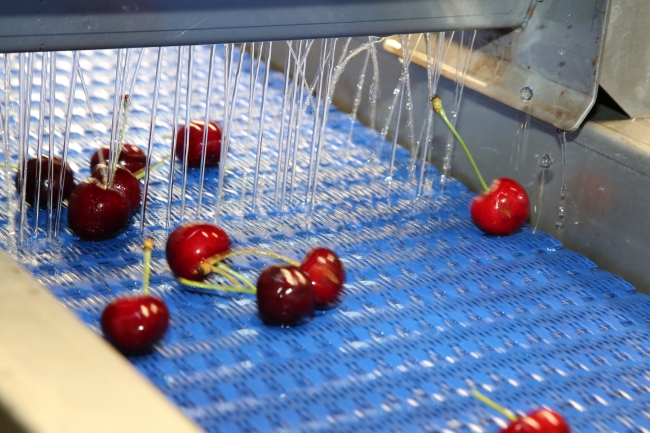 Uzakdoğu'dan Türk kirazına büyük ilgi