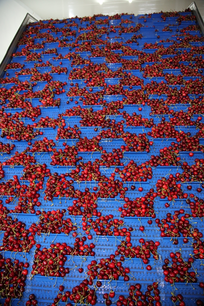 Uzakdoğu'dan Türk kirazına büyük ilgi