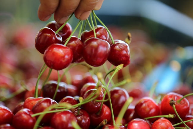 Uzakdoğu'dan Türk kirazına büyük ilgi