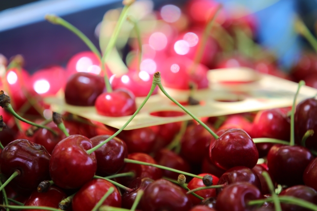 Çinliler Türk kirazını sevdi: 700 ton ürün gönderildi