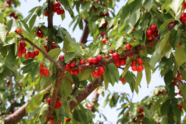 Uzakdoğu'dan Türk kirazına büyük ilgi