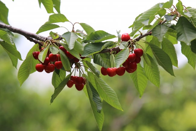 Uzakdoğu'dan Türk kirazına büyük ilgi