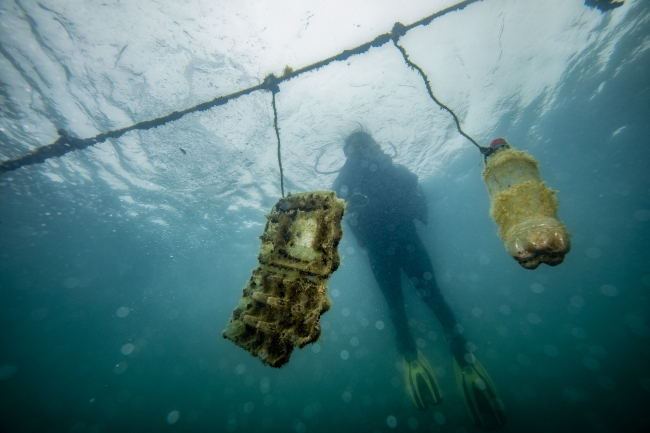 Doğa dostu bakteri atık sorununa çözüm olabilir