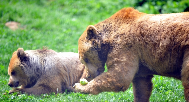 Baharın gelmesi ayıları kış uykusundan uyandırdı