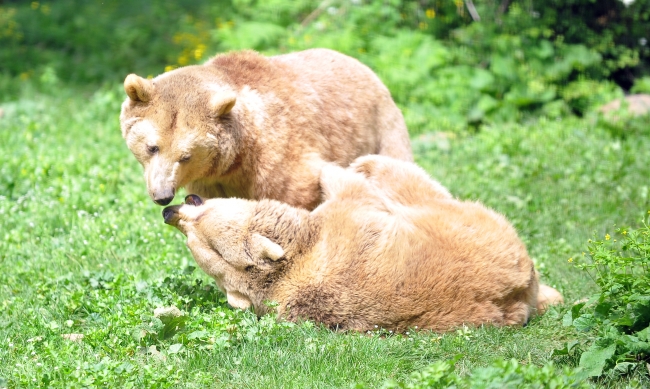Baharın gelmesi ayıları kış uykusundan uyandırdı