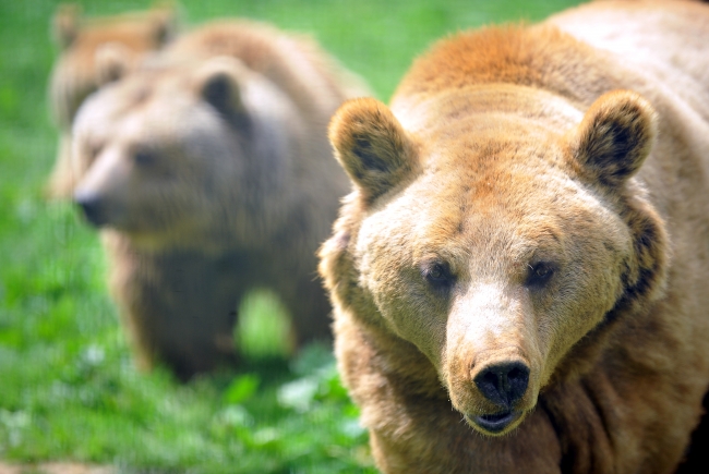Baharın gelmesi ayıları kış uykusundan uyandırdı