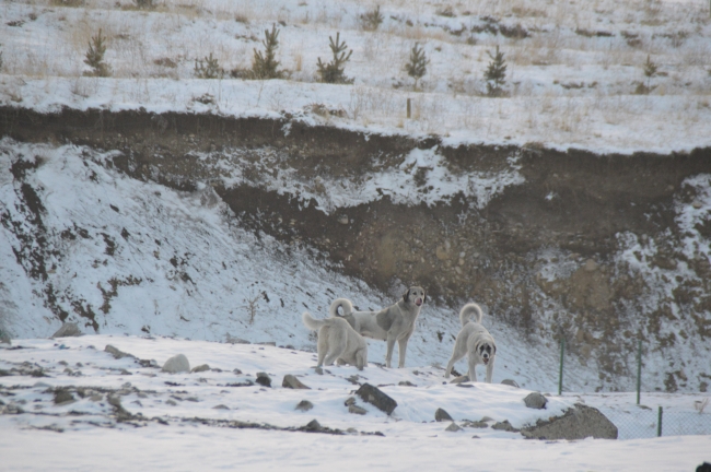 Dereler buzla, ağaçlar ve direkler kırağıyla kaplandı, çatılarda buz sarkıtları oluştu
