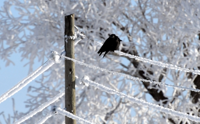 Dereler buzla, ağaçlar ve direkler kırağıyla kaplandı, çatılarda buz sarkıtları oluştu