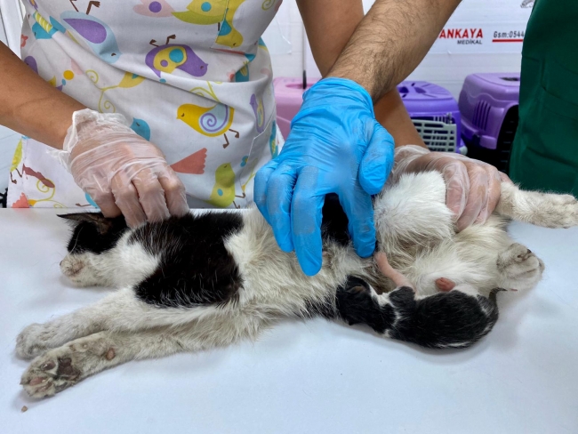 Adana'da 10 gram doğan kedi yaşama tutundu