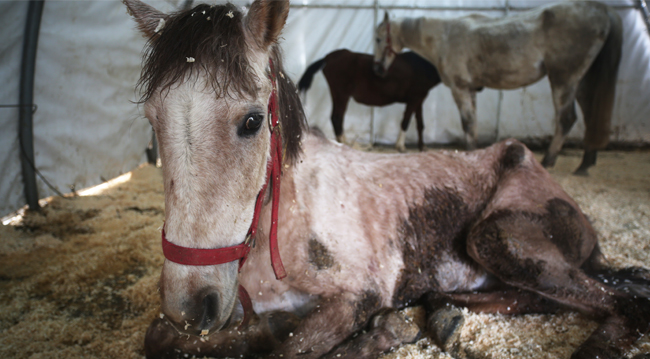 Ölüme terk edilen engelli yük hayvanlarını hayata bağlıyorlar