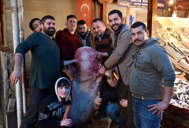 Balıkçıların ağına 5 metre uzunluğunda ve 300 kilogramlık köpek balığı takıldı