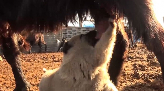 Annesi ölen yavru köpeğe keçi annelik yapıyor