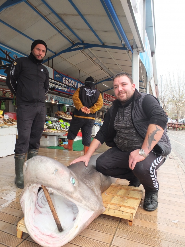 Balıkesir'de 300 kilo ağırlığında köpek balığı yakalandı