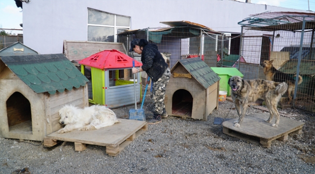 Engelli hayvanlara bakmak için öğretmenliği bıraktı