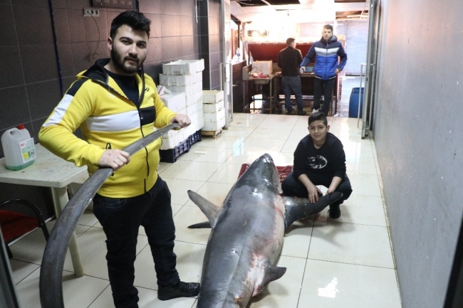 Akdeniz’de 3 günde 2 dev köpek balığı yakalandı