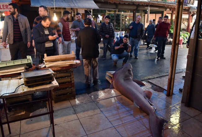 Balıkçıların ağına 5 metre uzunluğunda ve 300 kilogramlık köpek balığı takıldı