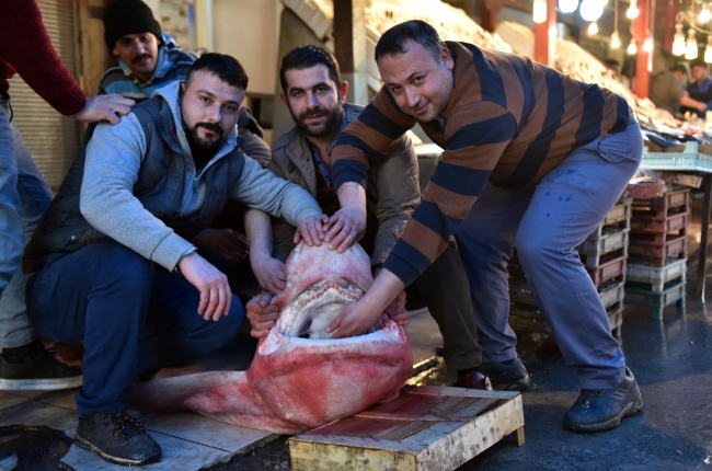 Balıkçıların ağına 5 metre uzunluğunda ve 300 kilogramlık köpek balığı takıldı